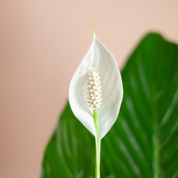 Spathiphyllum mit Korb Sofia natur - 80cm - Ø21 (Kopie)