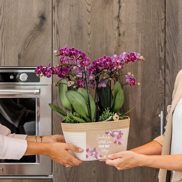 Kolibri Orchids | lila Pflanzenset im Baumwollkorb inkl. Wassertank | drei lila Orchideen Morelia 9cm und drei Grünpflanzen | Dschungelstrauß lila mit autarkem Wassertank
