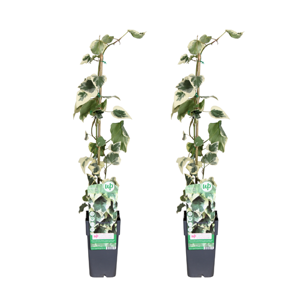 Hedera colchica Dentata Variegata - 2 Stücke - Ø15cm - ↕65cm