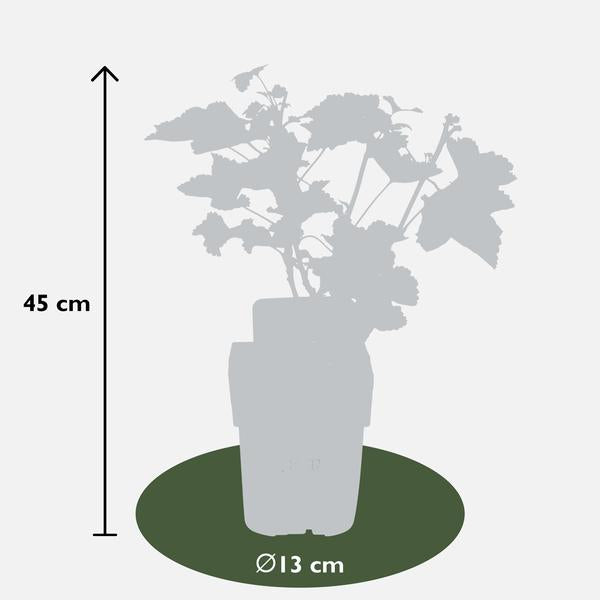 Ribes rubrum 'Jonkheer van Tets' - Ø13cm - ↕45cm