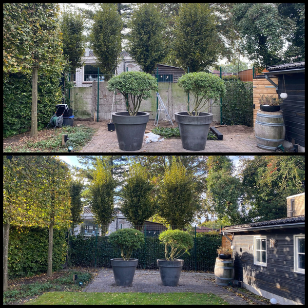 Hedera Hibernica - Efeu - gestäbt - ↨125 - 150 cm