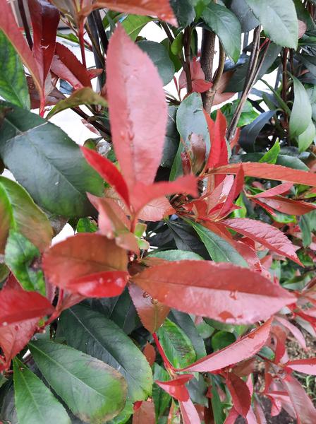Photinia fraseri 'Carré Rouge' - Fertighecke - 120 x 180 cm