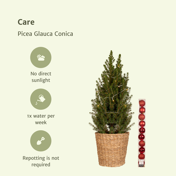 Picea Glauca Conica - Ø21cm - ↕80cm - Red - Ø21 - ↕80cm