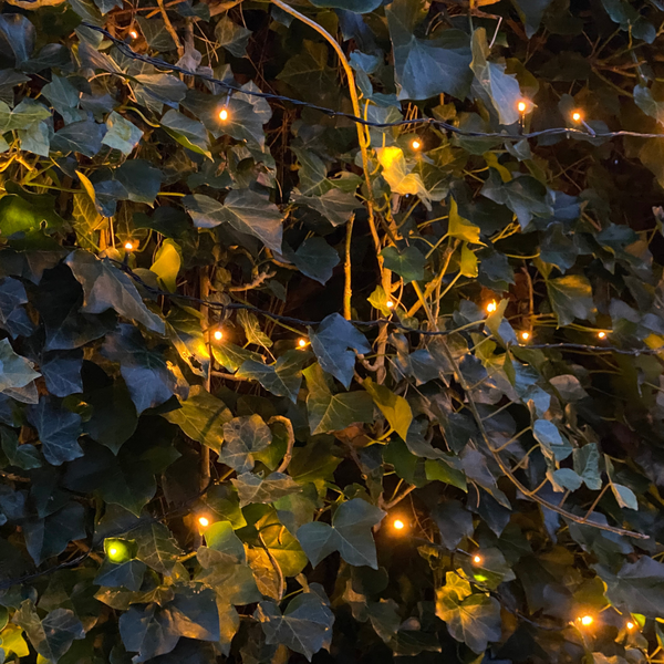 Hedera Hibernica - Efeu - Fertighecke - ↨180 cm