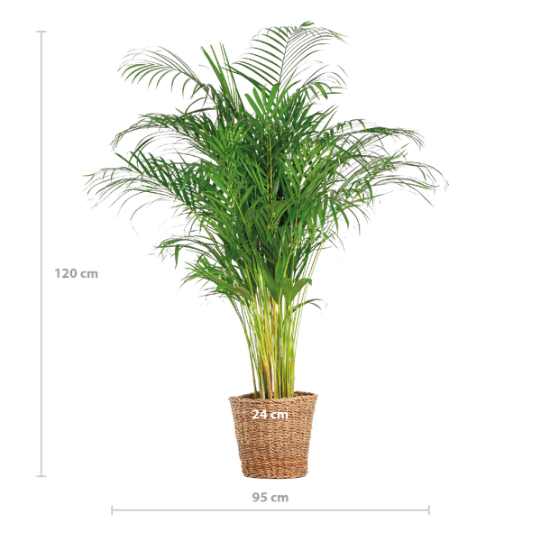 Areca-Palme (Dypsis) XL mit Korb Torun – 120 cm – Ø24