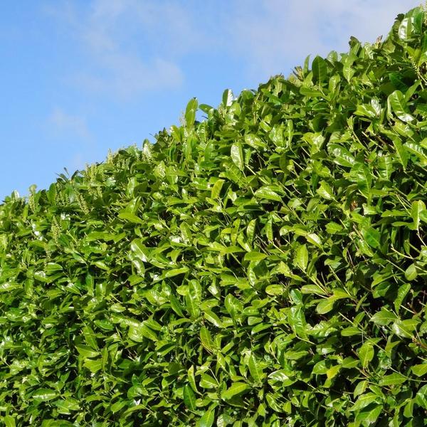Große Kirschlorbeer Pflanzen Rotundifolia für 10 laufende Meter Hecken | - 15L - 20x | ↨ 125-150 cm