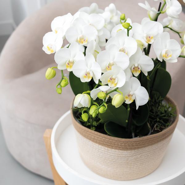 Kolibri Home | Schilfkorbschale weiß - Dekorativer Weidentopf mit weißen Details - Topfgröße Ø30cm
