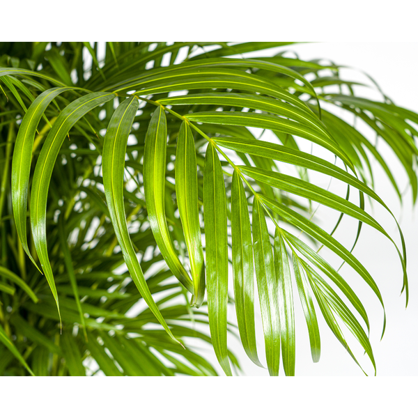 Dypsis Areca lutescens Ø27cm - ↕150 - 170m (Kopie)
