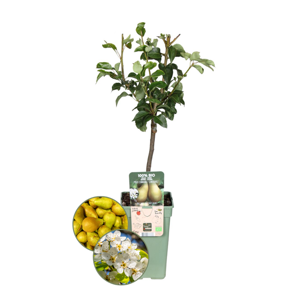 Bio-Birnenbaum Pyrus - 1 x Ø 20 cm - ↨ 60 cm