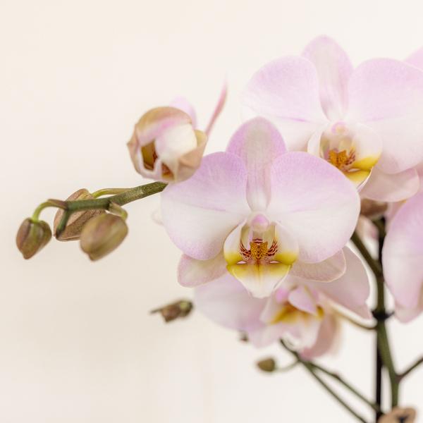 Kolibri Orchids | rosa Pflanzenset im Baumwollkorb inkl. Wassertank | drei rosa Orchideen und drei Grünpflanzen | Feldblumenstrauß rosa mit autarkem Wassertank