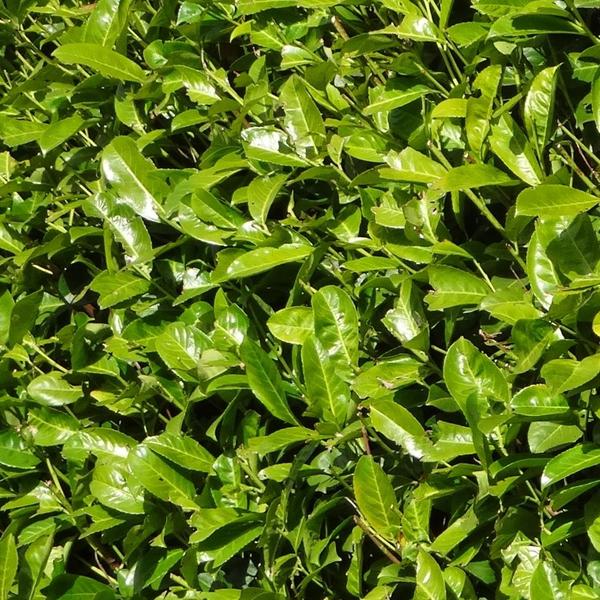 Große Kirschlorbeer Pflanzen Rotundifolia für 10 laufende Meter Hecken | - 15L - 20x | ↨ 125-150 cm