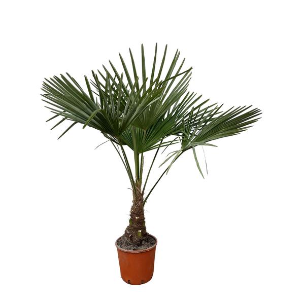 Trachycarpus - 120cm- Ø21