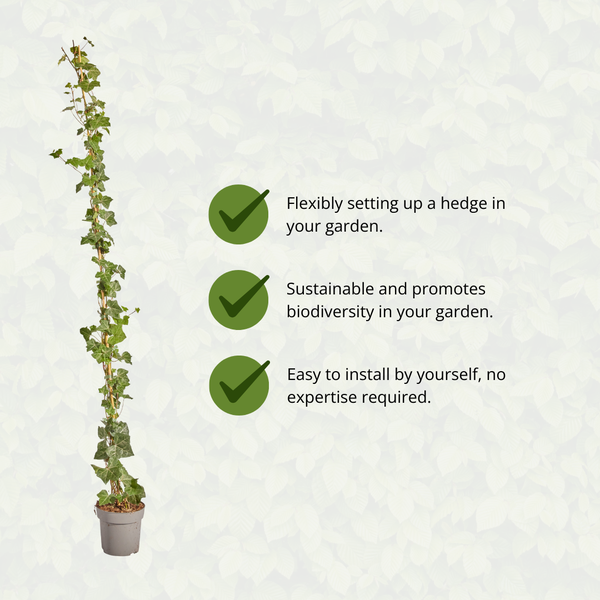 Hedera Hibernica - Efeu - gestäbt - ↨150 - 175 cm