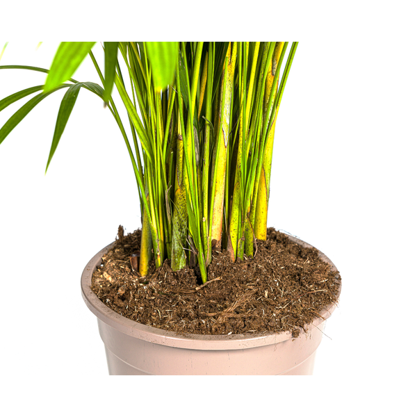 Dypsis Areca lutescens Ø27cm - ↕150 - 170m (Kopie)