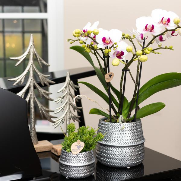 Kolibri Home | Groove Blumentopf - Goldener Keramik-Topf - Ø12cm
