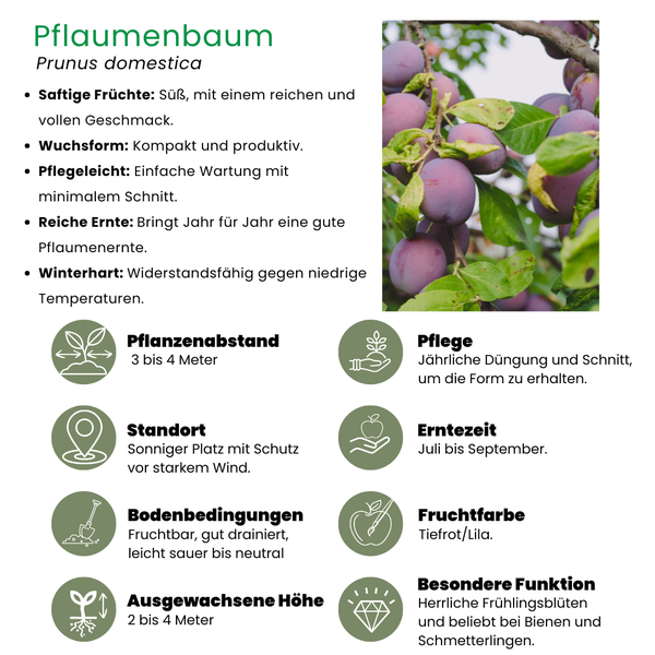Bio-Pflaumenbaum Prunus Domestica - 1 x Ø 20 cm - ↨ 60 cm