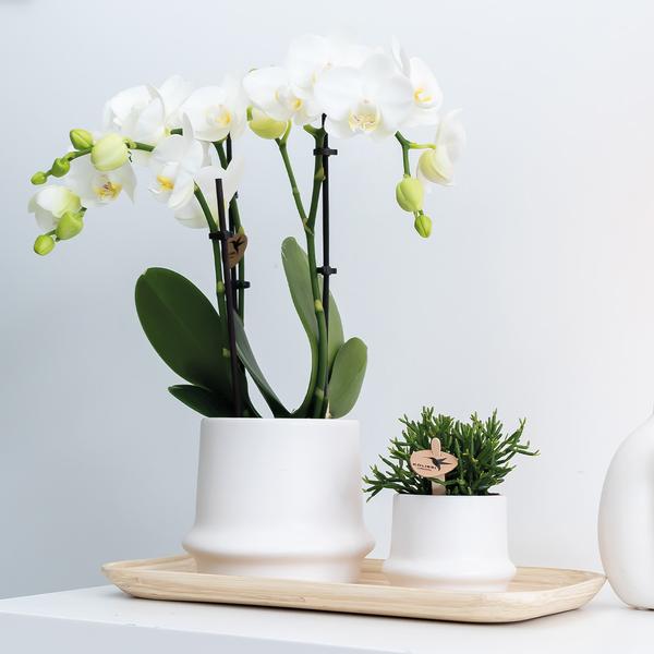 Kolibri Home | Ovales Tablett aus Bambus