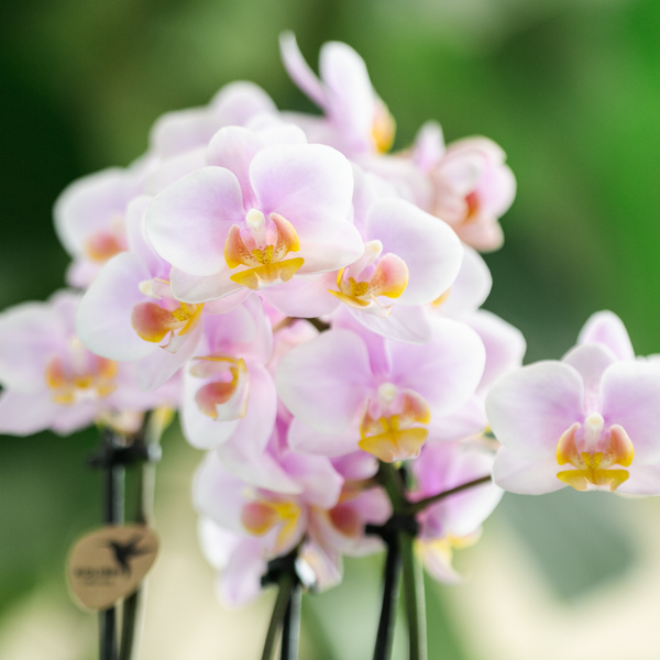 Kolibri Orchids | Set aus Rosa Orchidee Andorra und Sukkulente im Sandfarbenen Tube-Dekotopf - Topfgröße Ø9cm | Blühende Zimmerpflanze - Frisch vom Züchter