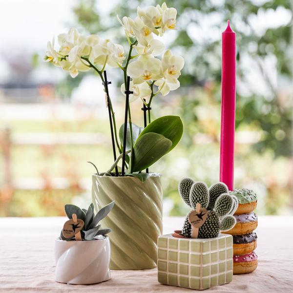 Kolibri Orchids | gelbe Phalaenopsis-Orchidee Topfgröße Ø9cm|blühende Zimmerpflanze - frisch vom Züchter