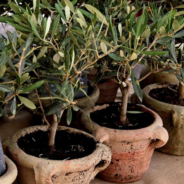 Culvita - Mediterrane Blumenerde 40 Liter inklusive RhizoPlus - Blumenerde für mediterrane Pflanzen u.a. geeignet für Olivenbäume, Zitruspflanzen und Palmen