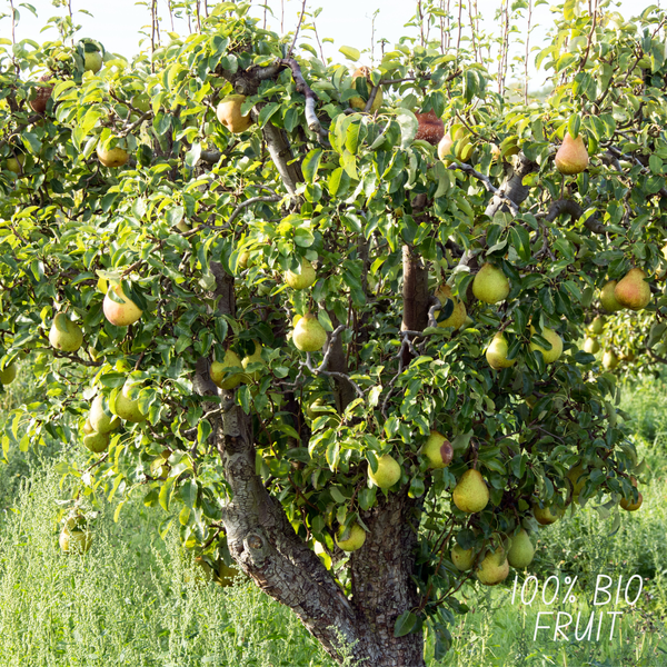 Bio-Birnenbaum Pyrus - 1 x Ø 20 cm - ↨ 60 cm