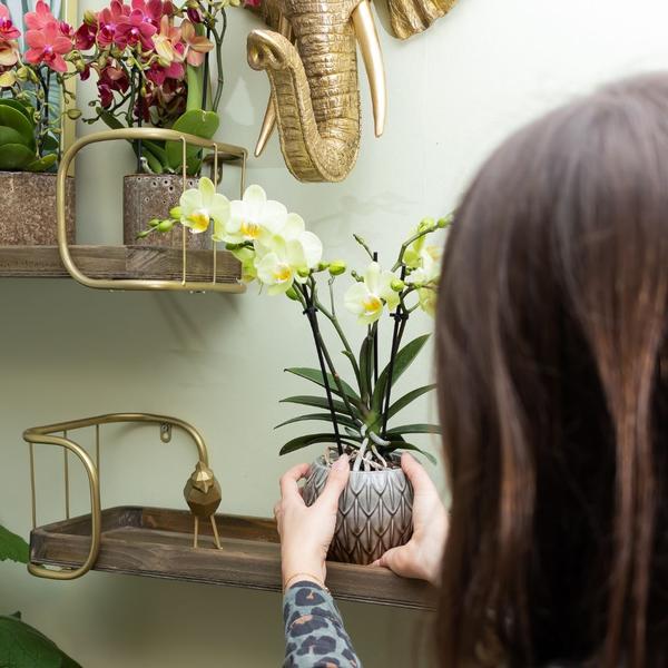Kolibri Orchids | gelbe Phalaenopsis-Orchidee Topfgröße Ø9cm|blühende Zimmerpflanze - frisch vom Züchter