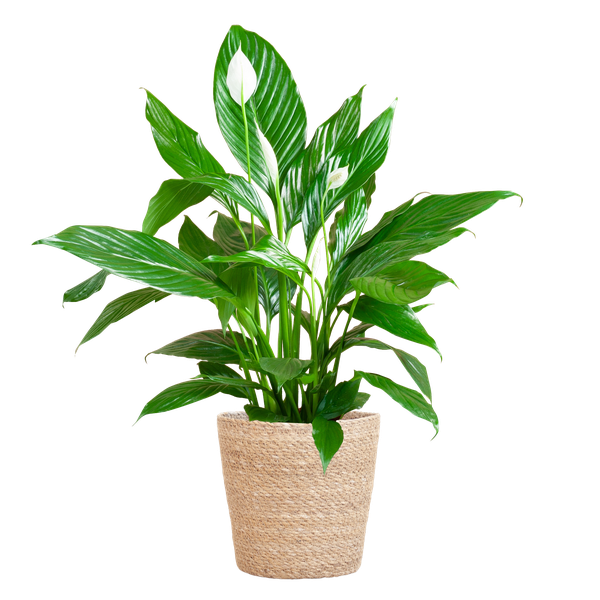 Spathiphyllum mit Korb Sofia natur - 80cm - Ø21 (Kopie)