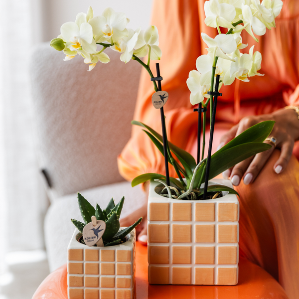 Kolibri Orchids | gelbe Phalaenopsis-Orchidee Topfgröße Ø9cm|blühende Zimmerpflanze - frisch vom Züchter