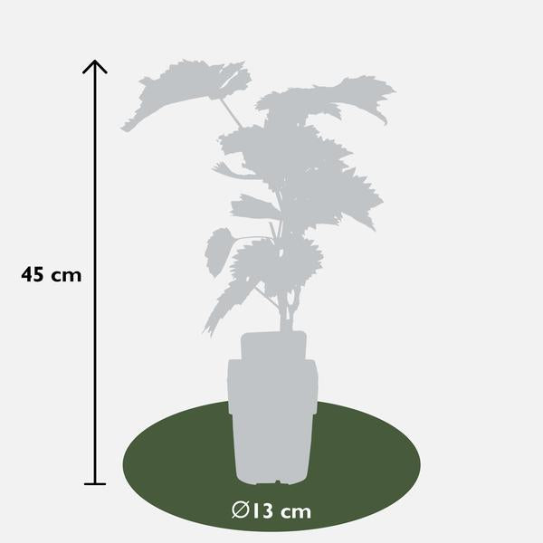 Vitis vinifera 'Boskoop Glory' - Ø13cm - ↕45cm