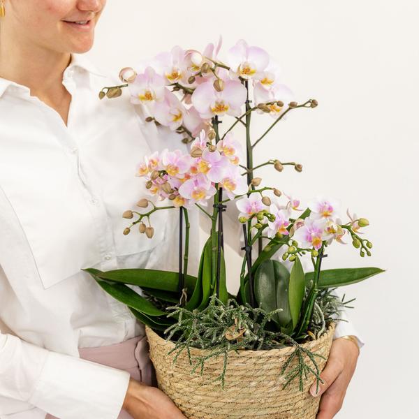 Kolibri Orchids | rosa Pflanzenset im Baumwollkorb inkl. Wassertank | drei rosa Orchideen und drei Grünpflanzen | Feldblumenstrauß rosa mit autarkem Wassertank