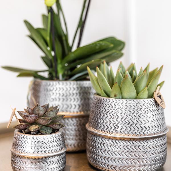 Kolibri Home | Groove Blumentopf - Goldener Keramik-Topf - Ø12cm
