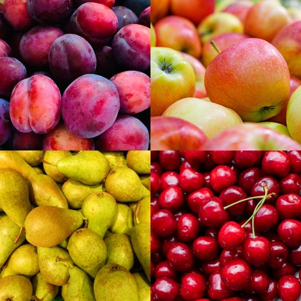 Bio-Obstbäume 4er-Set - Apfel, Birne, Kirsche und Pflaume - 4 x Ø 20 cm - ↨ 60 cm