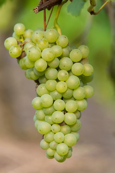 Vitis vinifera 'Johanniter' - Ø13cm - ↕45cm