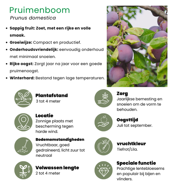 Bio-Pflaumenbaum Prunus Domestica - 1 x Ø 20 cm - ↨ 60 cm