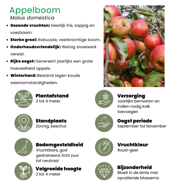 Bio-Obstbäume 4er-Set - Apfel, Birne, Kirsche und Pflaume - 4 x Ø 20 cm - ↨ 60 cm