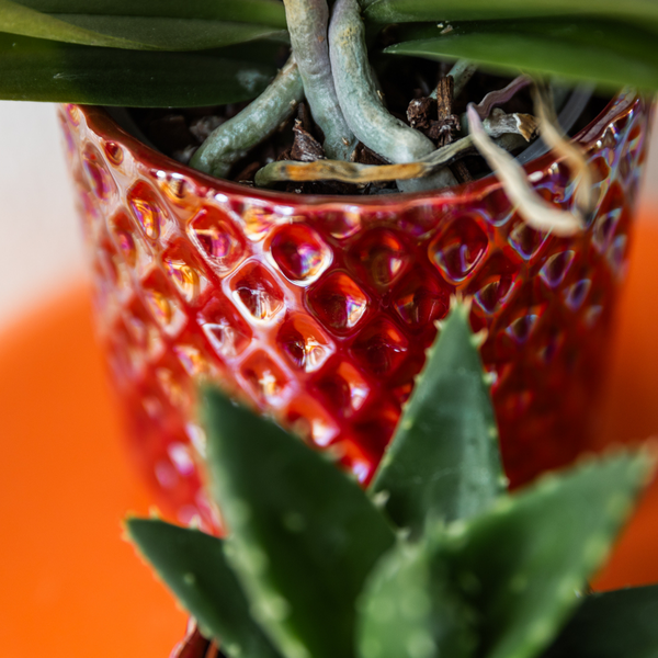 Kolibri Home | Diamond Pearl Dekotopf - Red - Ø9cm