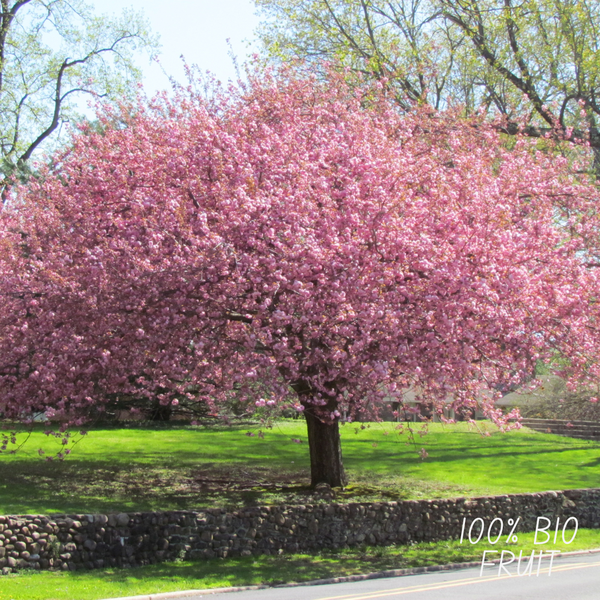Bio-Kirschbaum - Prunus Avium - 1 x Ø 20 cm - ↨ 60 cm
