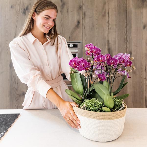 Kolibri Orchids | lila Pflanzenset im Baumwollkorb inkl. Wassertank | drei lila Orchideen Morelia 9cm und drei Grünpflanzen | Dschungelstrauß lila mit autarkem Wassertank