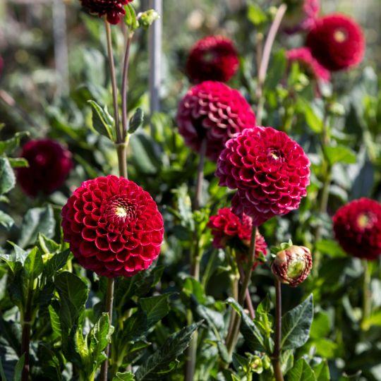 Flowerbulbs Amsterdam - 12 Dahlien Natal Knollen für 2 m², Wunderschöne Kugelförmige Blumen