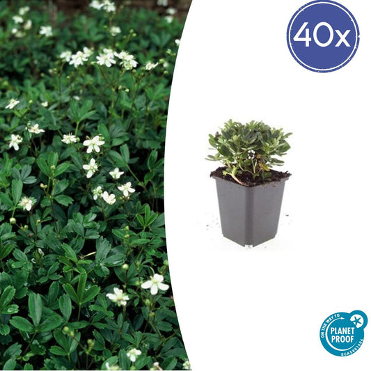 40x Potentilla tridentata 'Nuuk' - ↕10-25cm - Ø9cm
