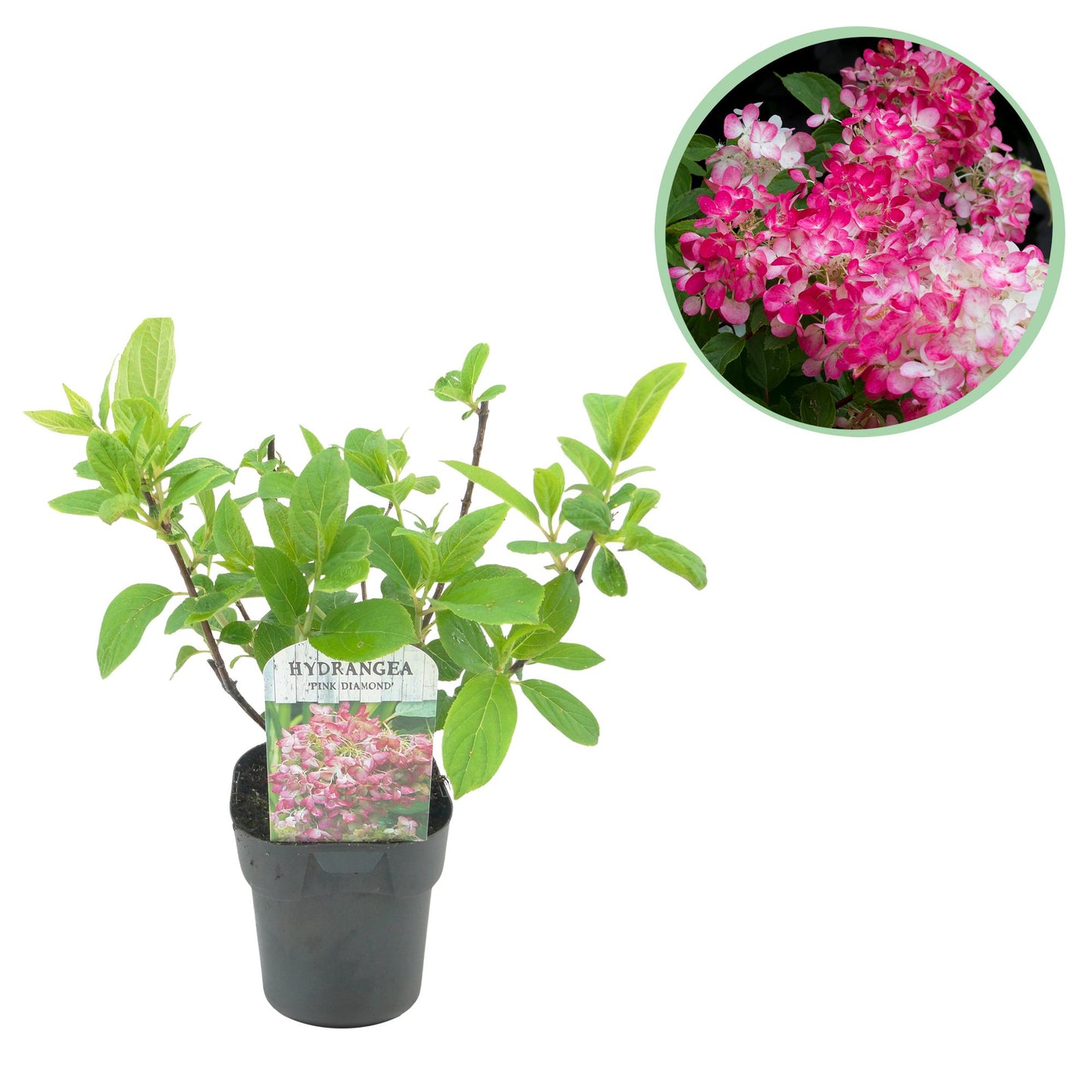 GreenboutiQ - Rispen Hortensie - Hydrangea panniculata Pink Diamond - Blüte Weiß Rosa - 1 Pflanze - Laubabwerfend - Große Blüten - Topf 17cm Höhe 50cm