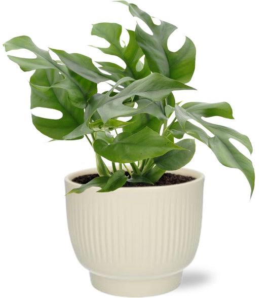 Monstera Minima - Ø12cm - ↕25cm + Potenza Rib Pot D13x11cm - Weiß