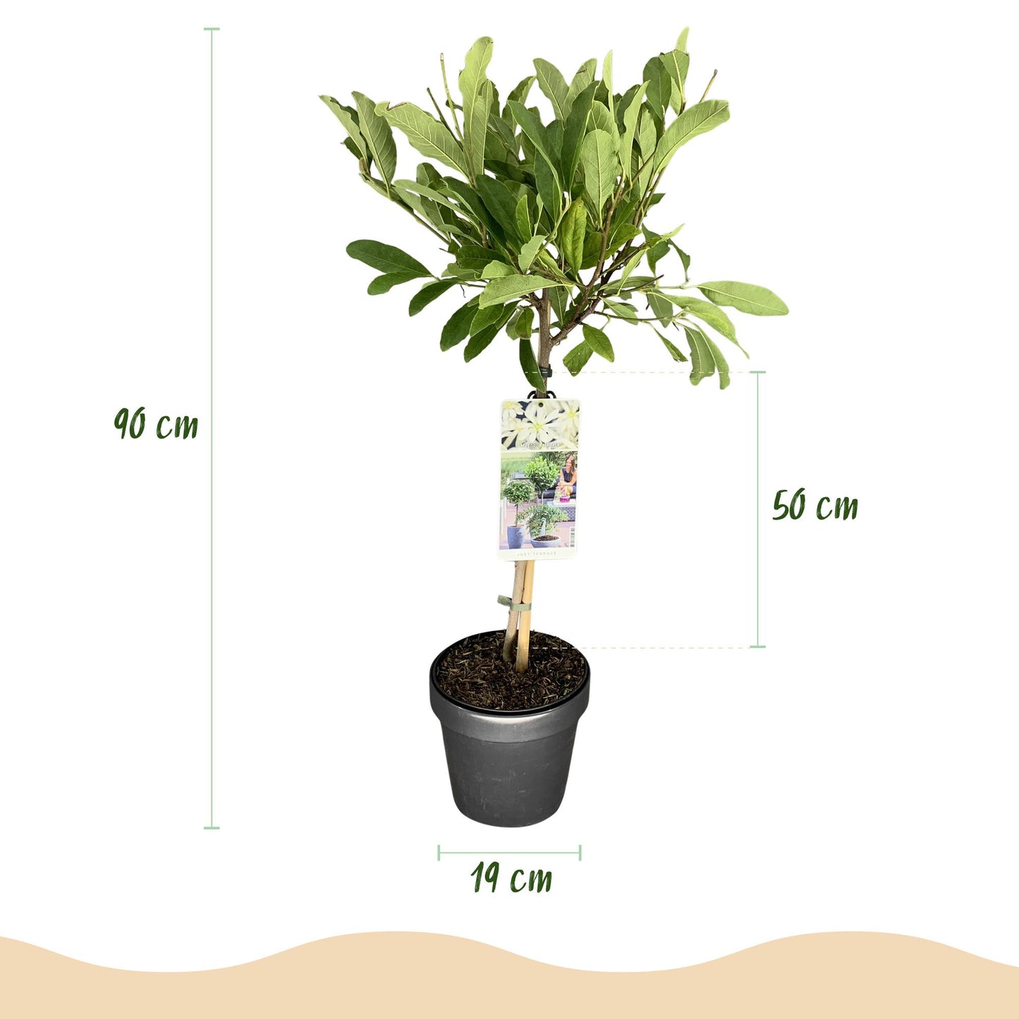 GreenboutiQ - Stamm Pflanze - Magnolia stellata - Terrassenpflanze - Laubabwerfend - Winterhart - Weiße Blüte - Topf 19cm Höhe 90cm