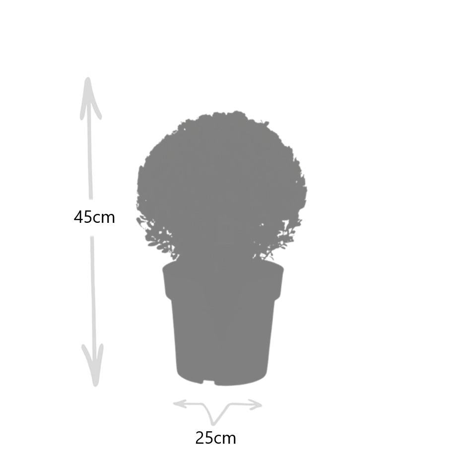 2x Ilex crenata 'Jenny' bol XL | set van 2 stuks | 25 cm Ø