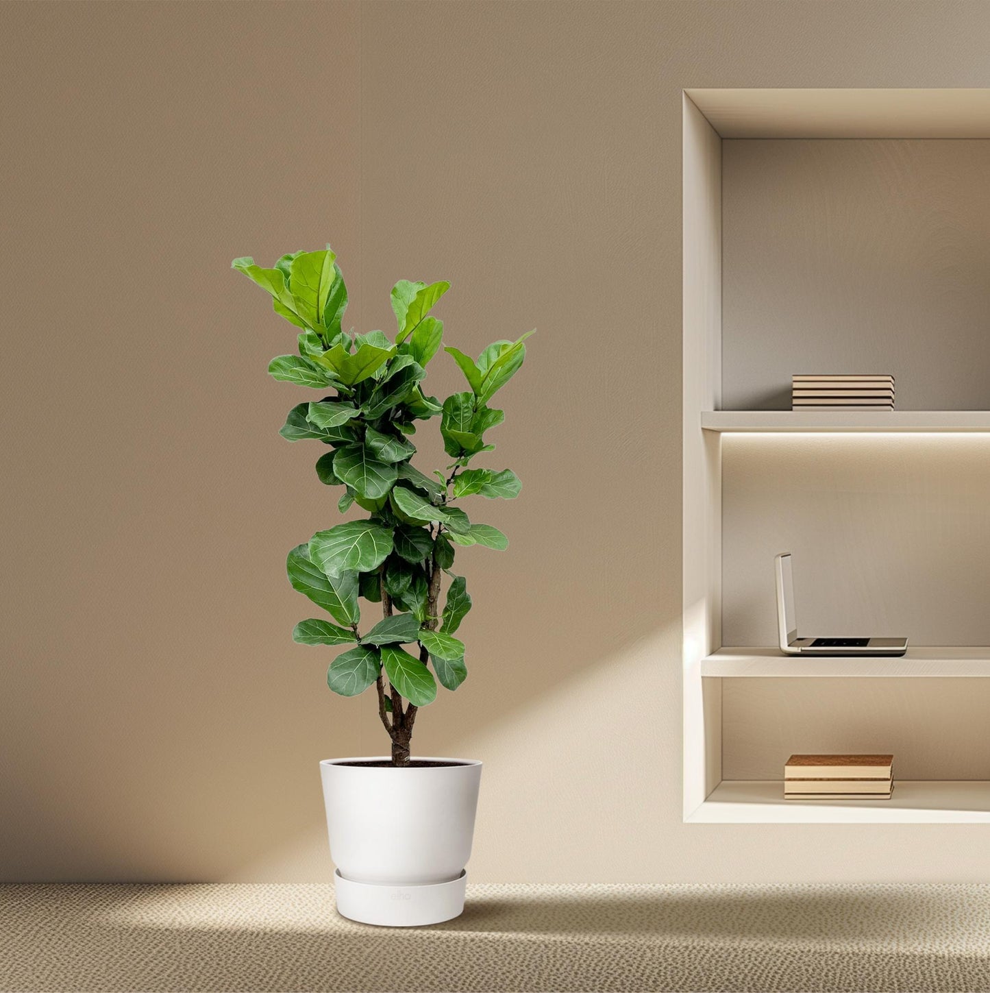 Ficus Lyrata vertakt - 170cm - ⌀32