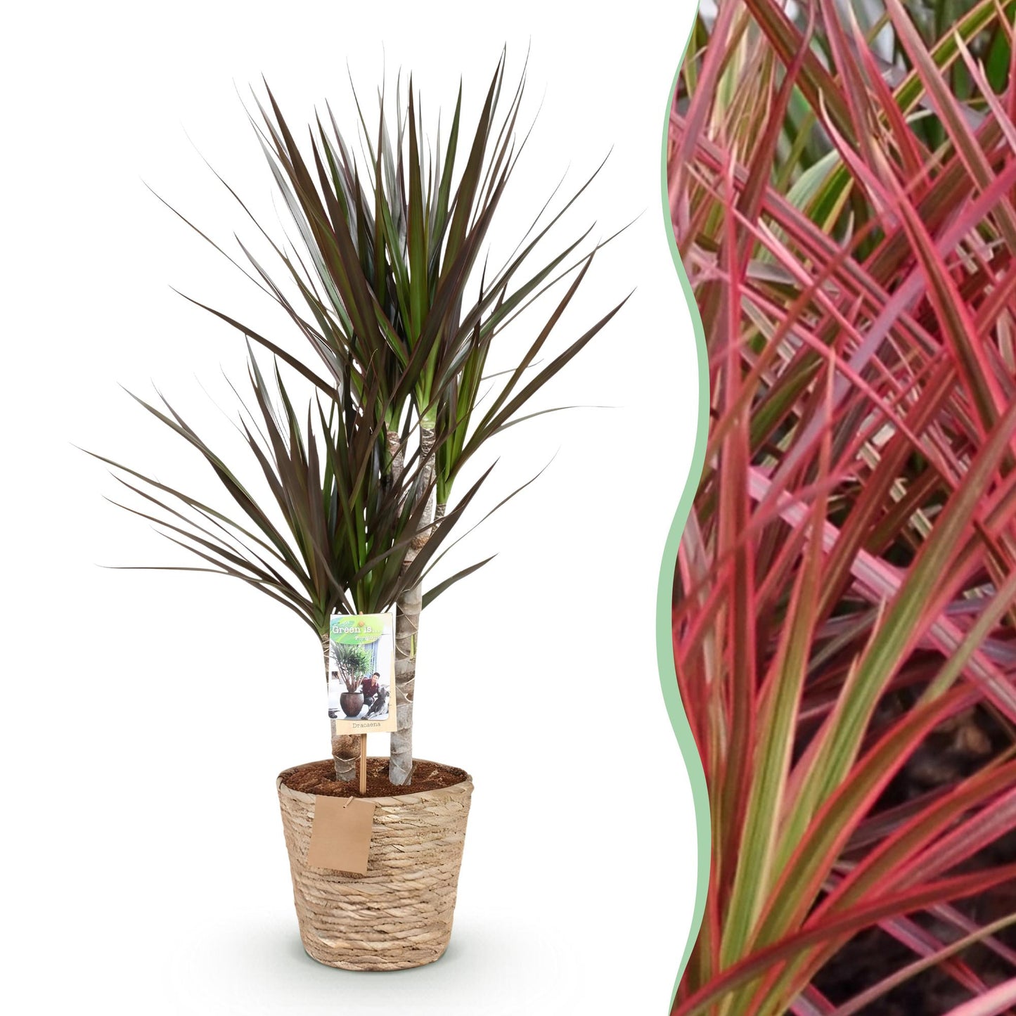 Green boutiQ - Zimmerpflanzen - Dracaena Magenta - Drachenbaum - Wenig Pflege - mit Korb - Rot - 1 Pflanze - Topf 17cm - Höhe 70-80cm