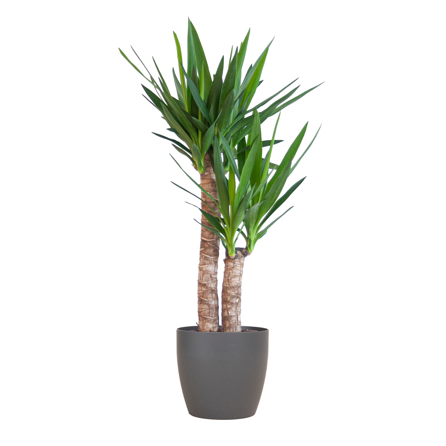Yucca Elephantipes mit Viber Schwarz - 90cm - Ø21