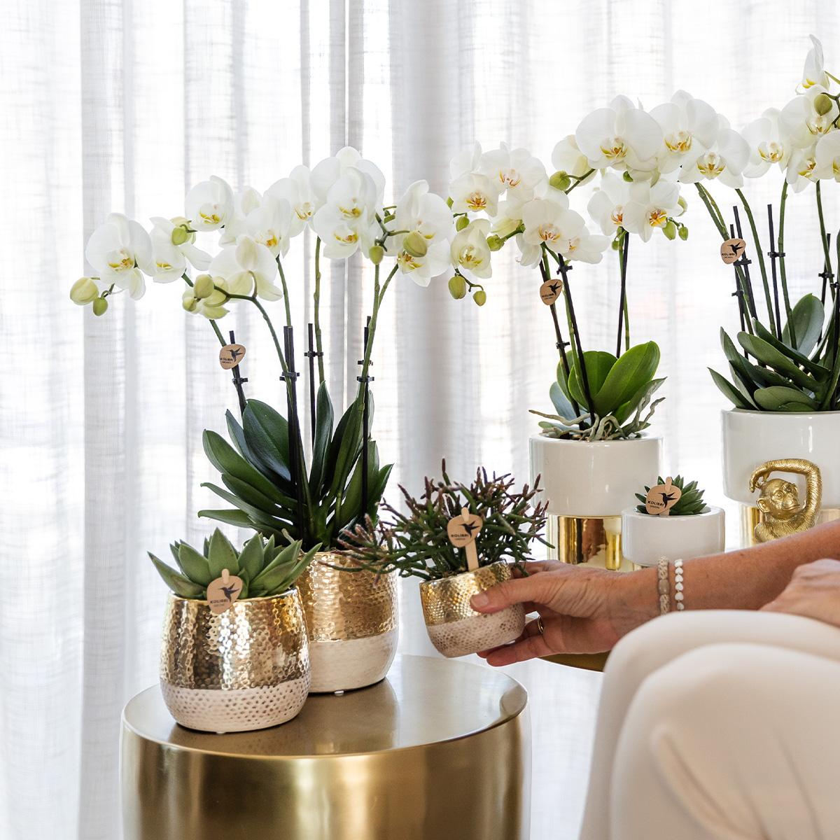 Kolibri Orchids | weiße Phalaenopsis Orchidee - Amabilis + Elite Topf Gold - Topfgröße Ø9cm - 35cm hoch | blühende Zimmerpflanze - frisch vom Züchter
