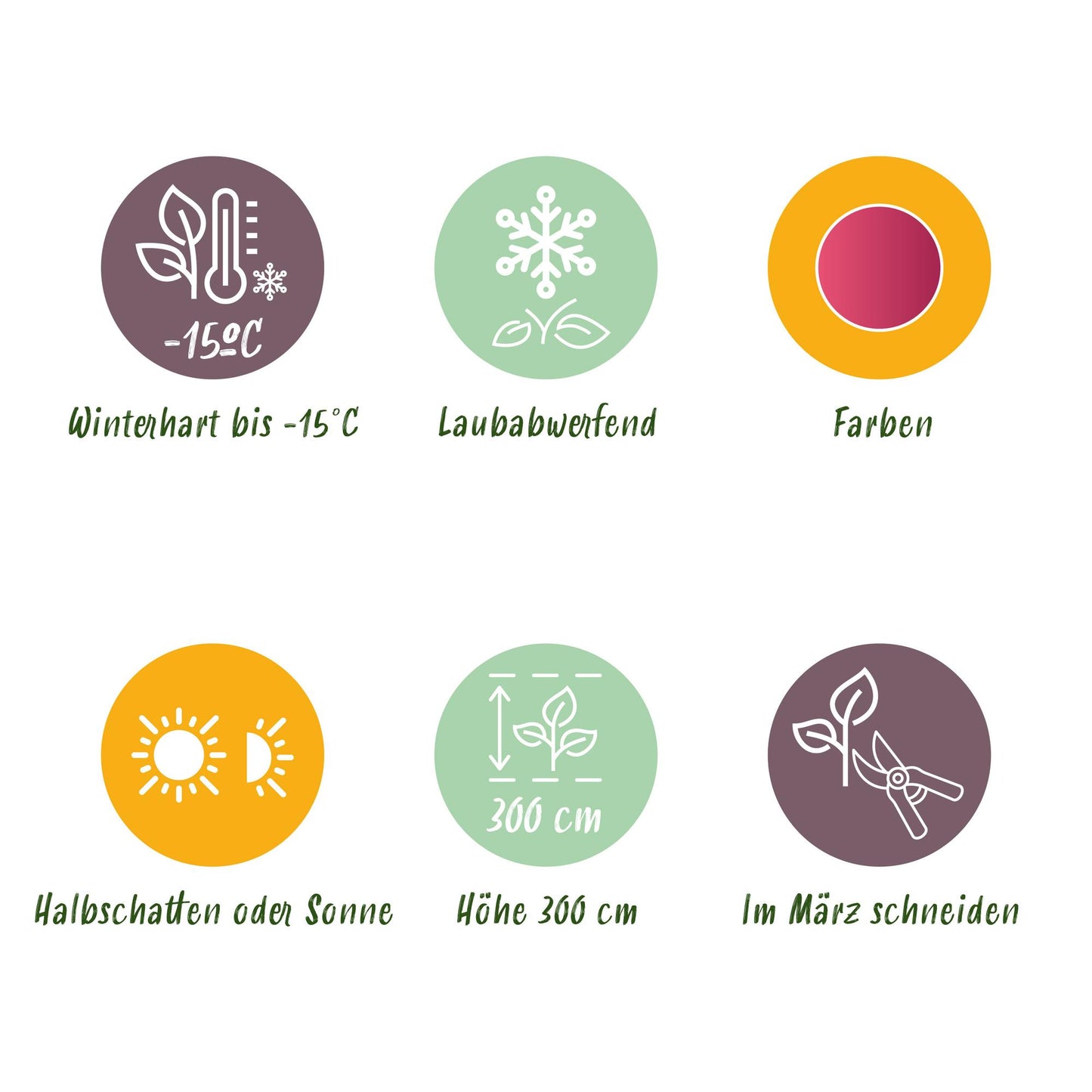 GreenboutiQ - Balkonpflanze - Japanischer Ahorn - Acer palmatum Phoenix - Rosa - 2 Pflanzen - Laubabwerfend - Topf 19cm Höhe 70cm