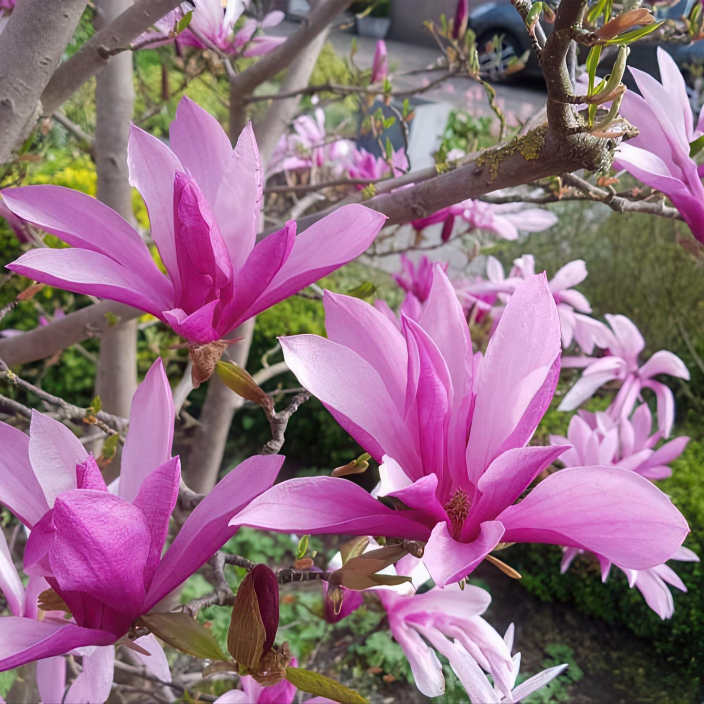 GreenboutiQ - Stamm-Pflanze - Magnolia Susan - Terrassenpflanze - Laubabwerfend - Winterhart - Rosa Blüte - Topf 19cm Höhe 90cm
